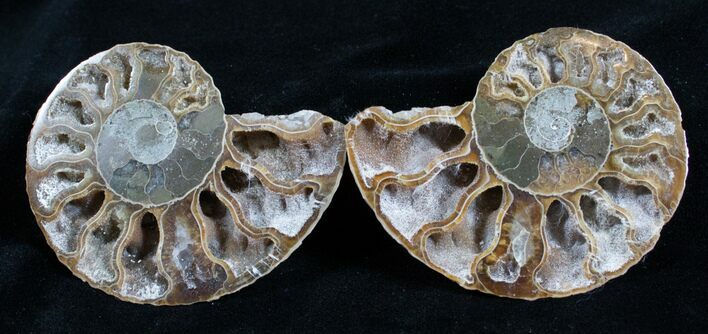 / Inch Polished Ammonite (Pair) #2948